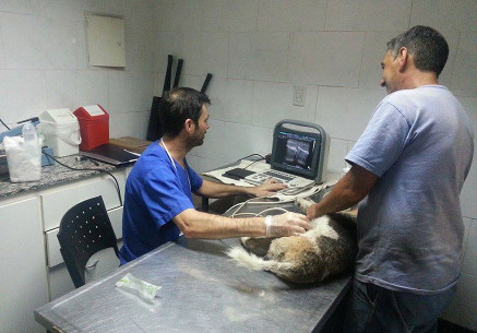 Servicio Ecografía Veterinaria