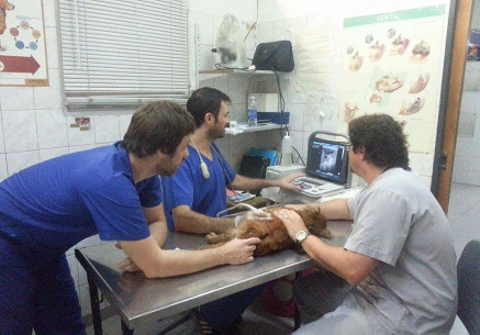 Servicio Ecografía Veterinaria