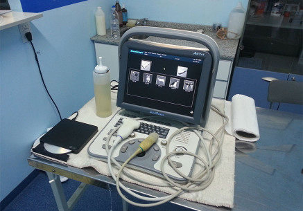 Servicio Ecografía Veterinaria