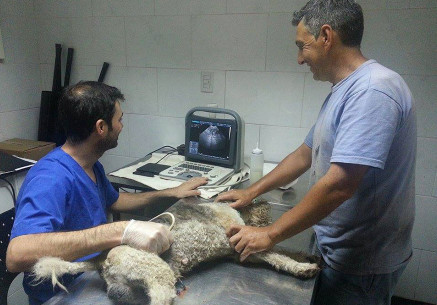 Servicio Ecografía Veterinaria